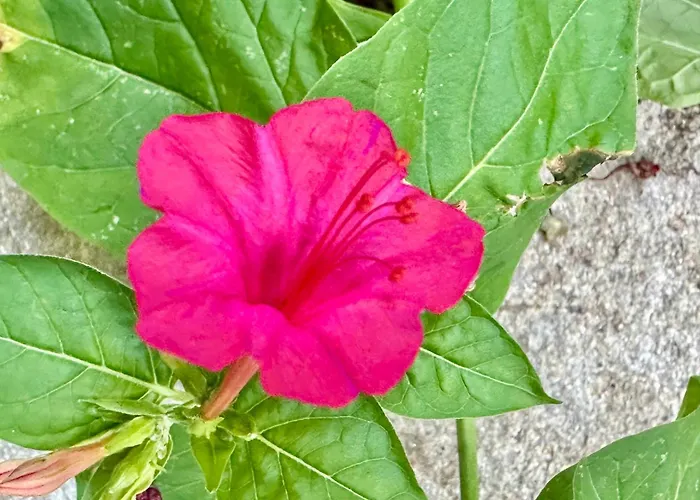 Menada Imperial Heights * Солнечный берег